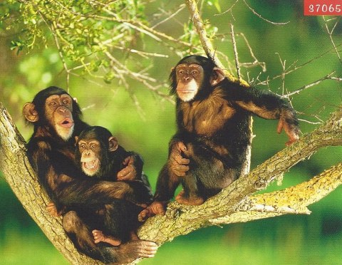 TREFL 37065 Szympansy Puzzle 500el NEW