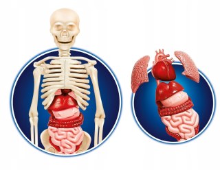 CLEMENTONI ciało ludzkie 60249