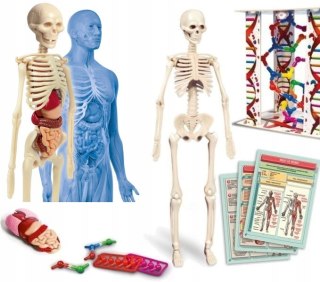 CLE ciało ludzkie mini 50515