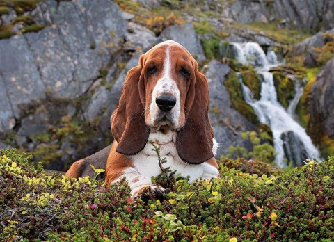 CLE puzzle 1000 Charlie Brown 39511.