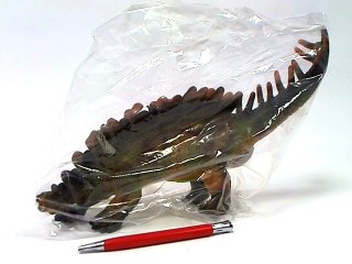 Dinozaur miękki z dźwiękiem GE017030 02074