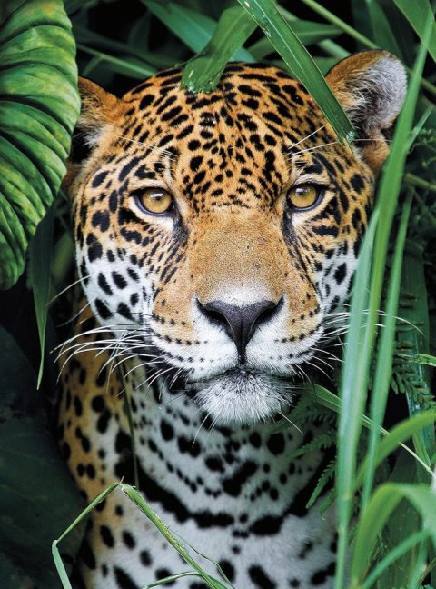 !!! CLE puzzle 500 HQ Jaguar in the Jungle 35127