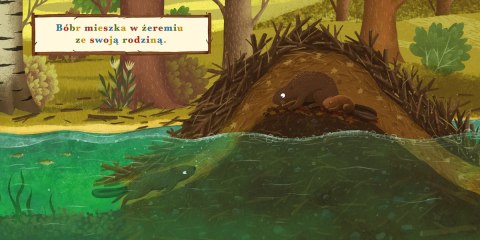 Rok w lesie Bóbr 36404