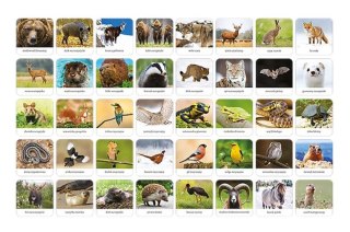 Fauna Polski - Adamigo memory 07738