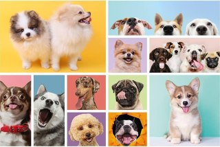 PUZZLE 160 Psia przyjaźń /Trefl 15412