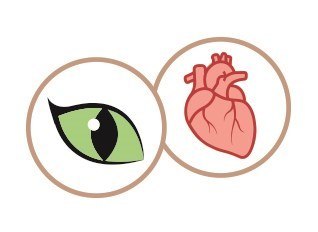 SHELMA saszetka - pełnoporcjowa bezzbożowa karma dla dorosłych kotów. Bogata w wołowinę, z pomidorami i ziołami w sosie 85 g