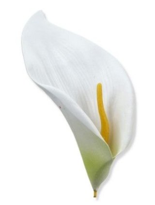 Kalla piankowa główka kwiatowa