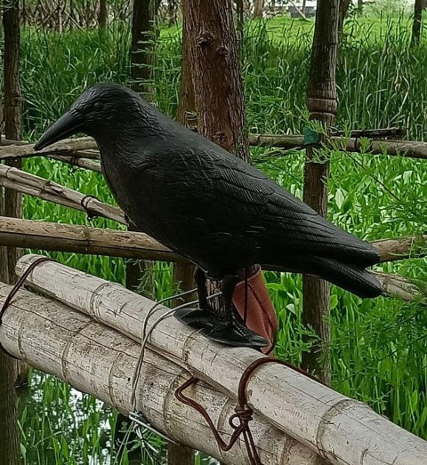 AG384 Plastikowy kruk odstraszacz ptaków