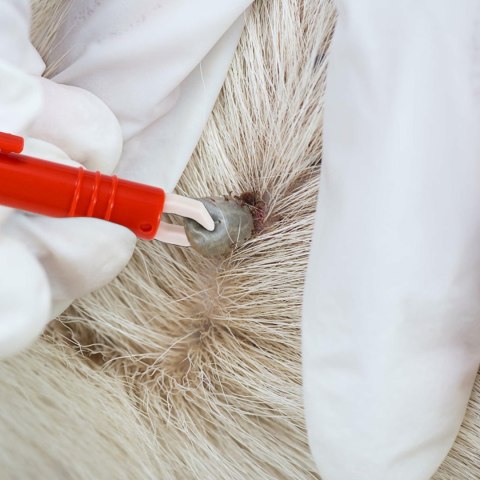 ZW7A Urządzenie do usuwania kleszczy