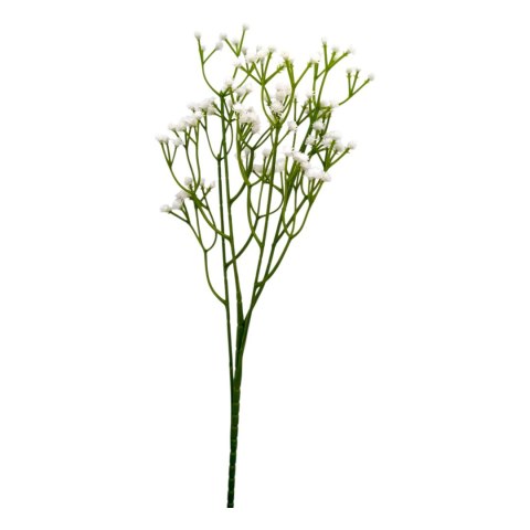 Kaszka gipsówki h-60cm