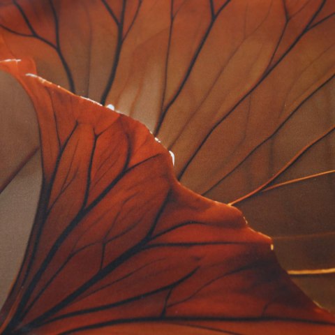 Pościel satyna bawełniana 12407/200x200+2posz.50x70 SATYNLOVE PREMIUM