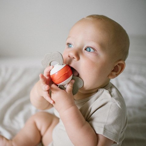 1587 GRZECHOTKA Z GRYZAKIEM