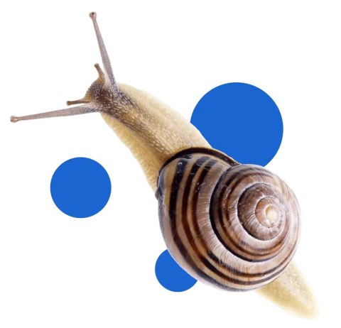 BROS - Snacol 5GB zwalcza ślimaki 1kg (butelka)