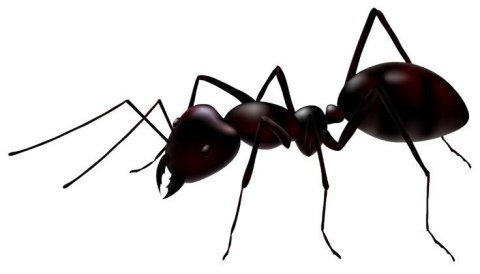 BROS - Mrówkofon - środek na mrówki 120g