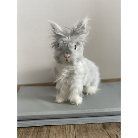 Mata chłodząca dla zwierząt 90x50cm Purlov 25531