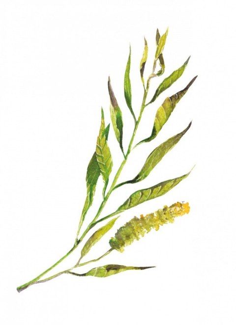 Gra Łąka (meadow) pl