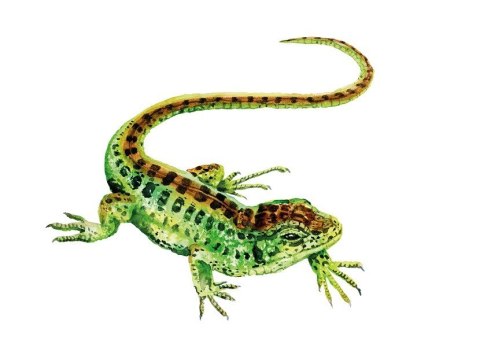 Gra Łąka (meadow) pl