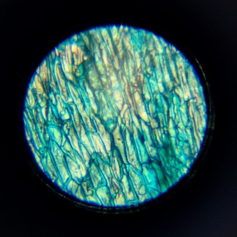 Mikroskop im a genius