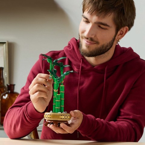 Klocki botanicals 10344 dracena sandera